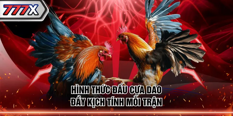 Hình thức đấu cựa dao đầy kịch tính mỗi trận