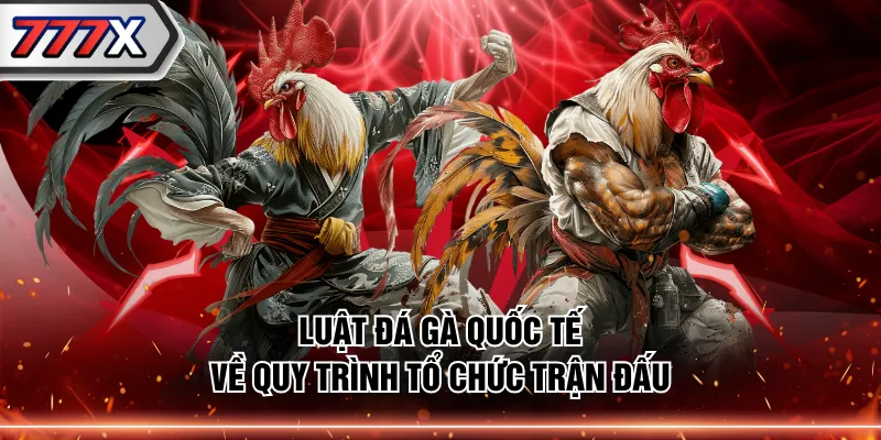 Luật đá gà quốc tế về quy trình tổ chức trận đấu